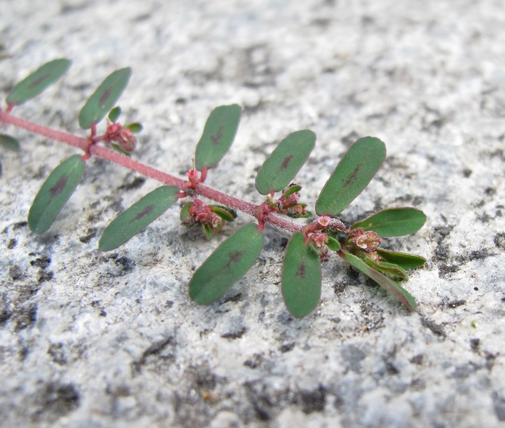 Euphorbia maculata