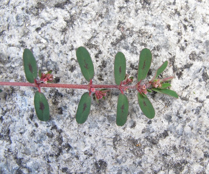 Euphorbia maculata