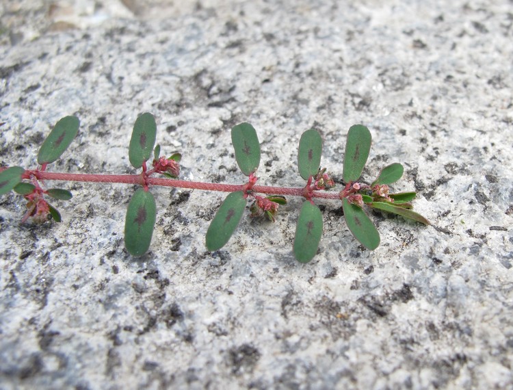 Euphorbia maculata