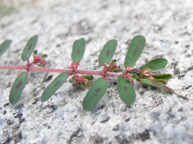 Euphorbia maculata