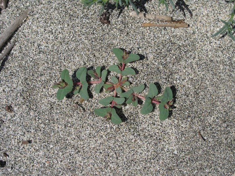 Euphorbia peplis