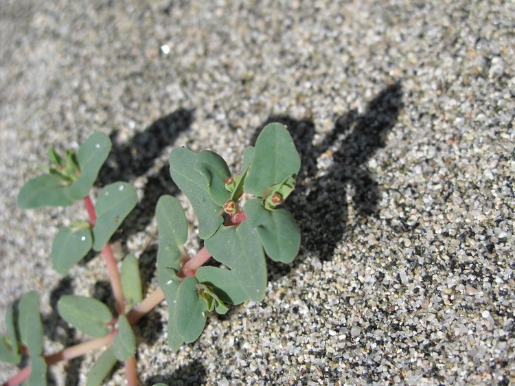 Euphorbia peplis