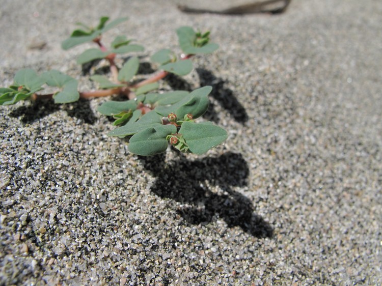 Euphorbia peplis