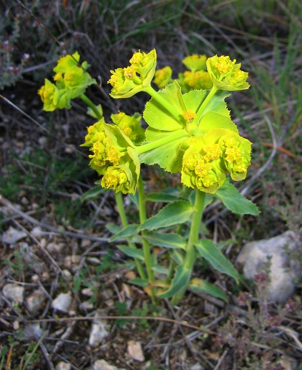Euphorbia serrata
