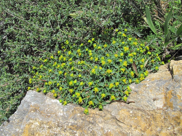 Euphorbia spinosa