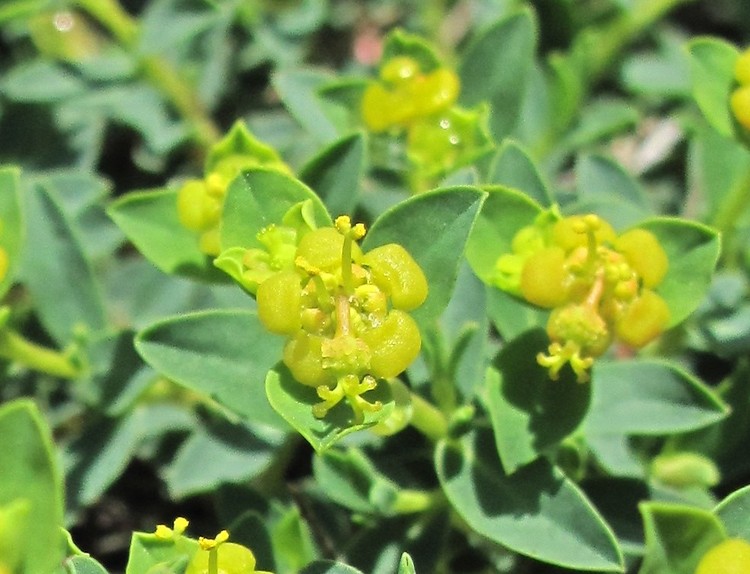 Euphorbia spinosa