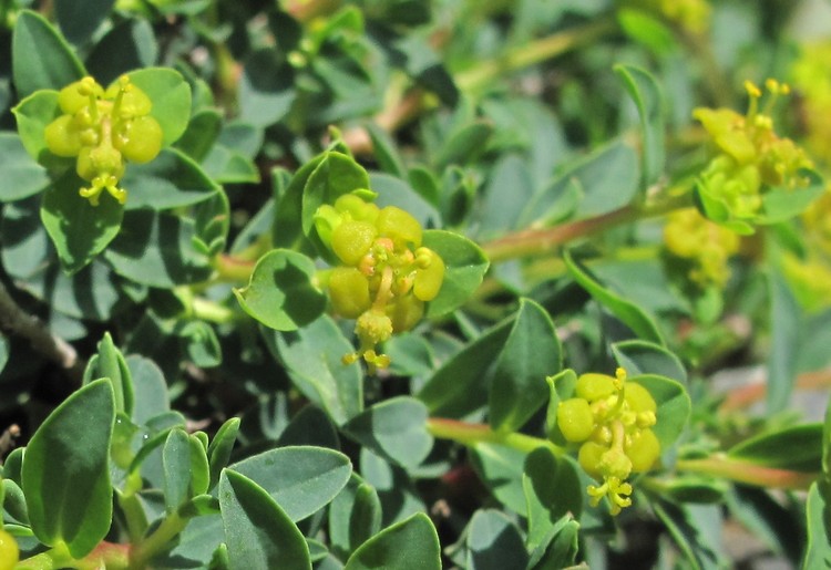 Euphorbia spinosa