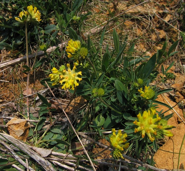 Anthyllis vulneraria