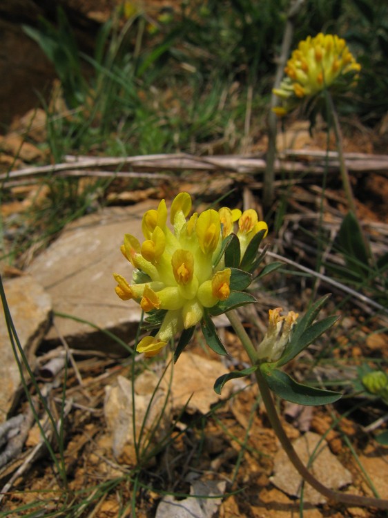 Anthyllis vulneraria