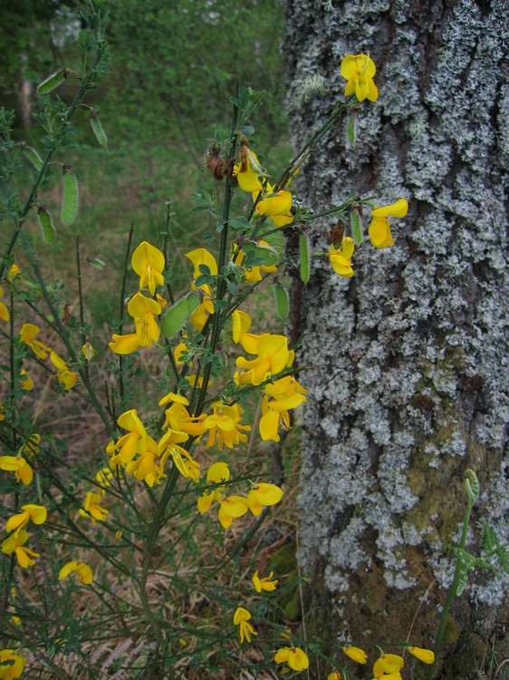 Cytisus scoparius