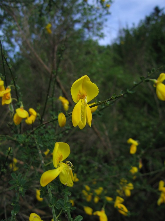 Cytisus scoparius