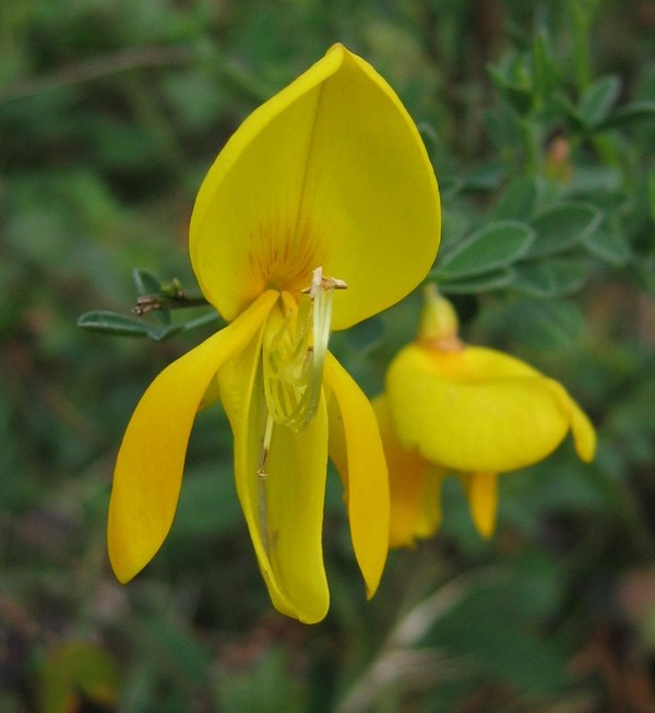 Cytisus scoparius