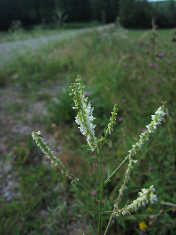 Melilotus albus
