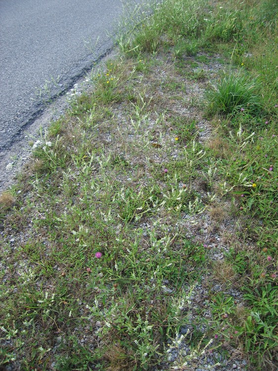 Melilotus albus