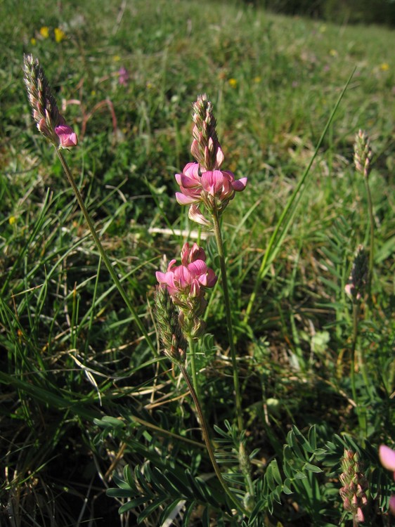 Onobrychis viciifolia