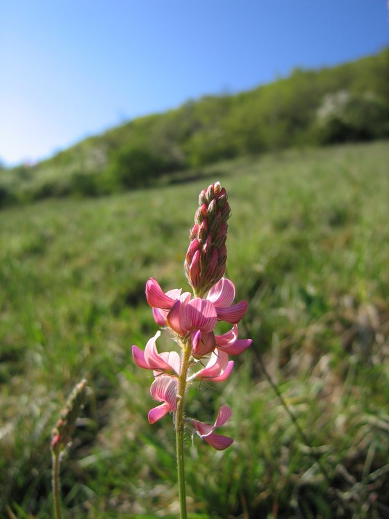 Onobrychis viciifolia