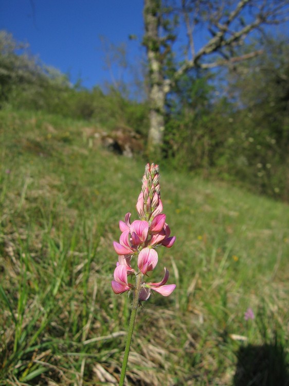 Onobrychis viciifolia