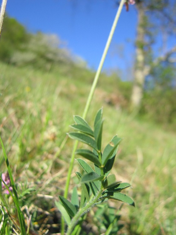 Onobrychis viciifolia