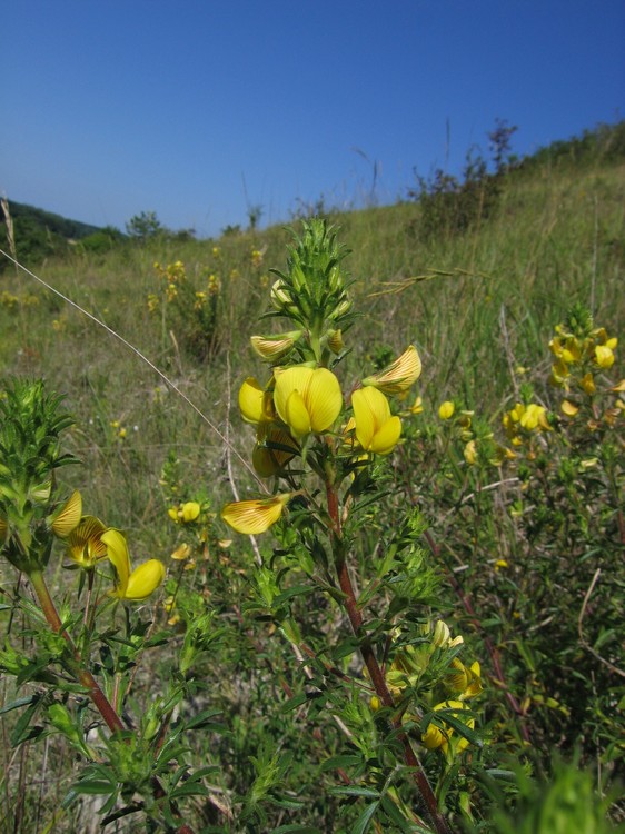 Ononis natrix