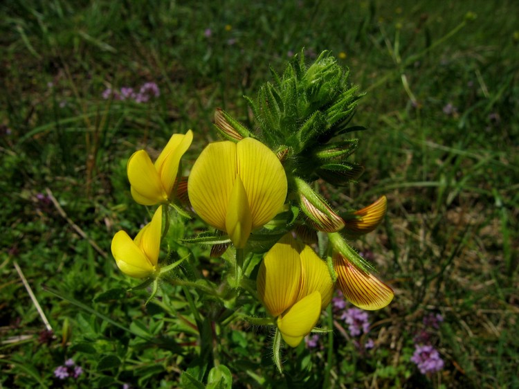 Ononis natrix