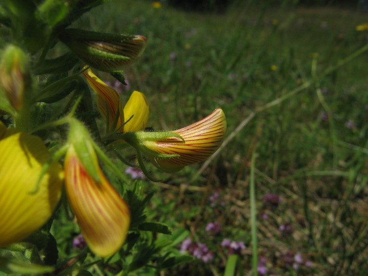 Ononis natrix