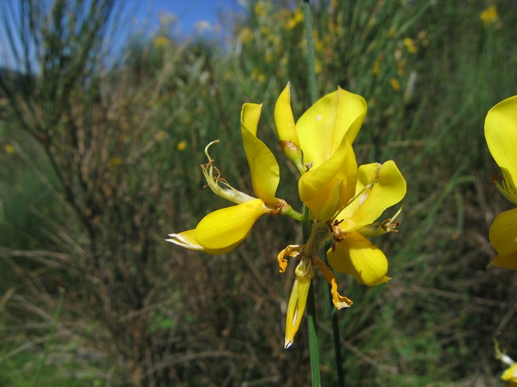 Spartium junceum