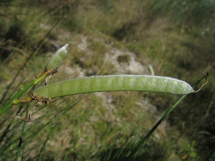 Spartium junceum