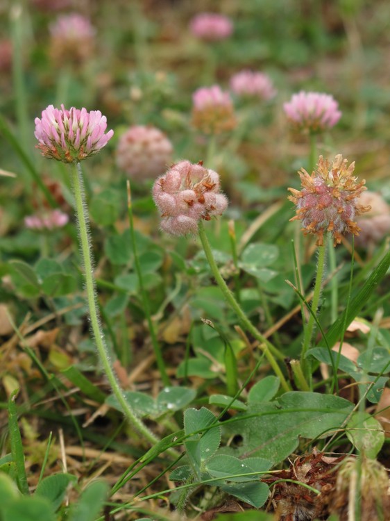 Trifolium fragiferum
