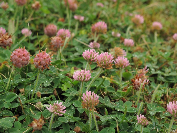 Trifolium fragiferum