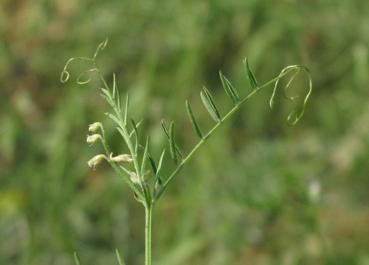 Vicia hirsuta