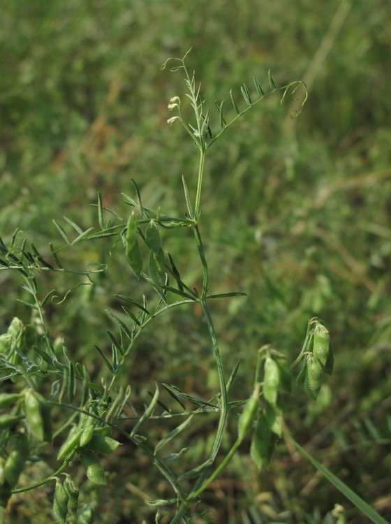 Vicia hirsuta