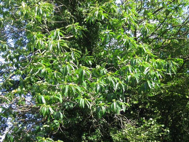 Castanea sativa
