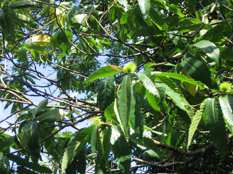 Castanea sativa