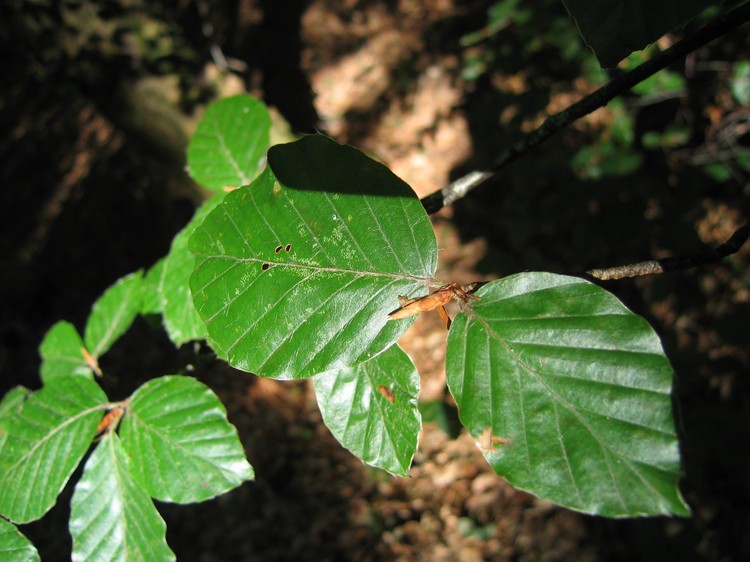 Fagus sylvatica