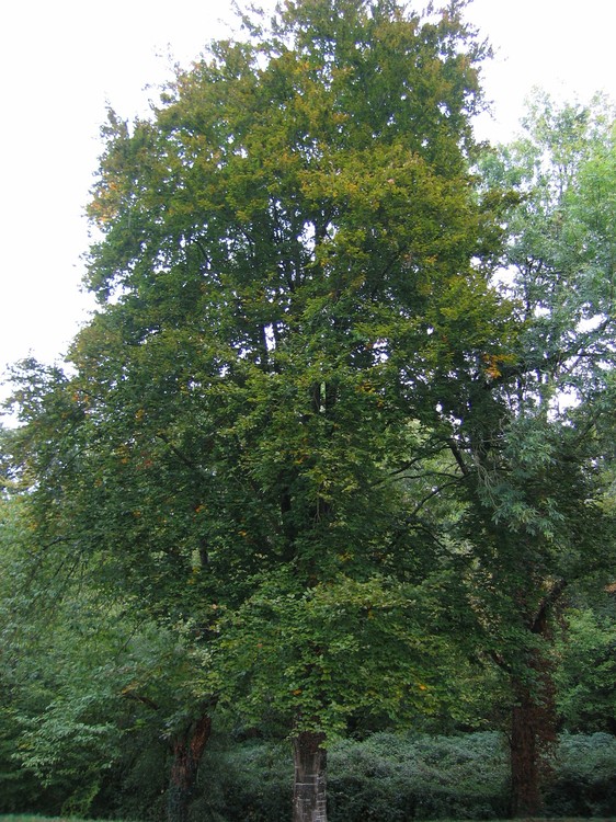 Fagus sylvatica