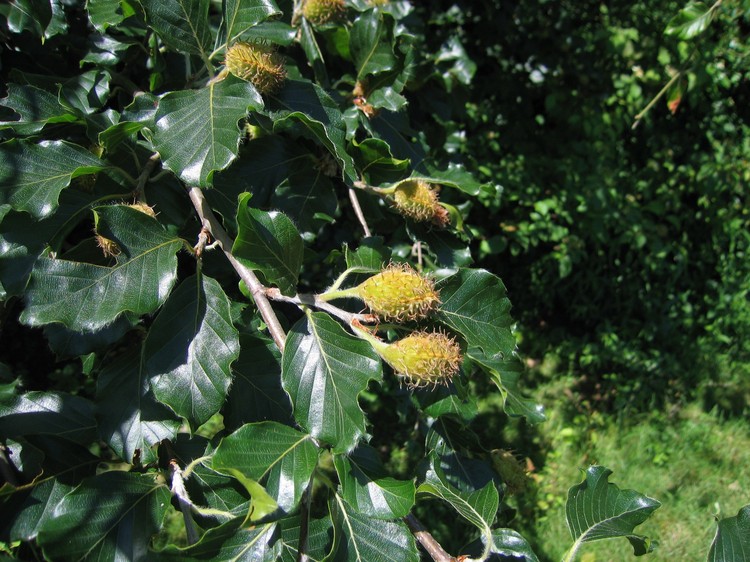 Fagus sylvatica