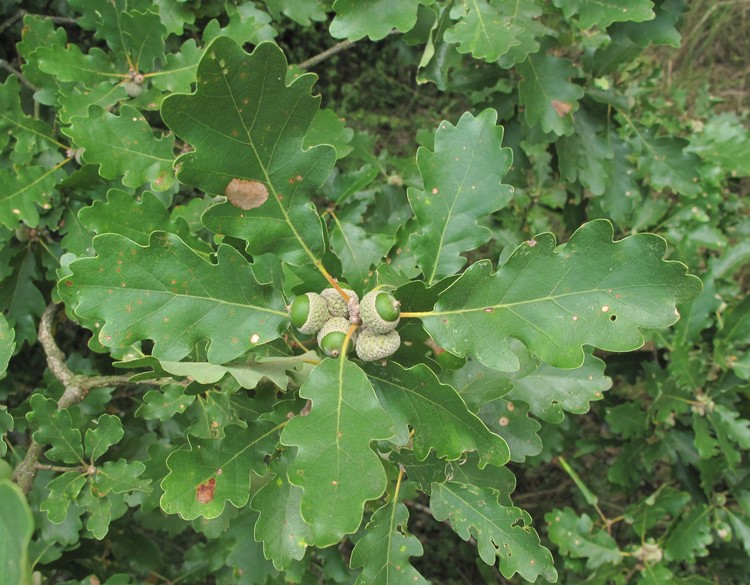 Quercus petraea