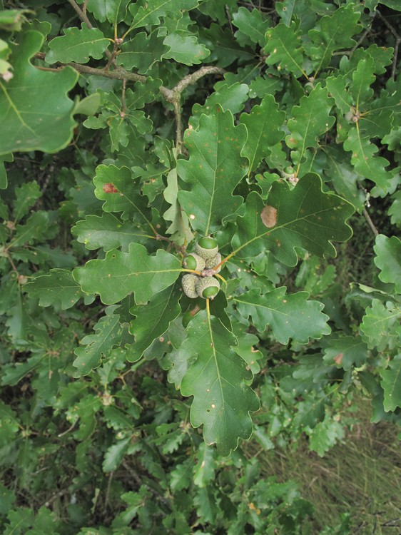 Quercus petraea