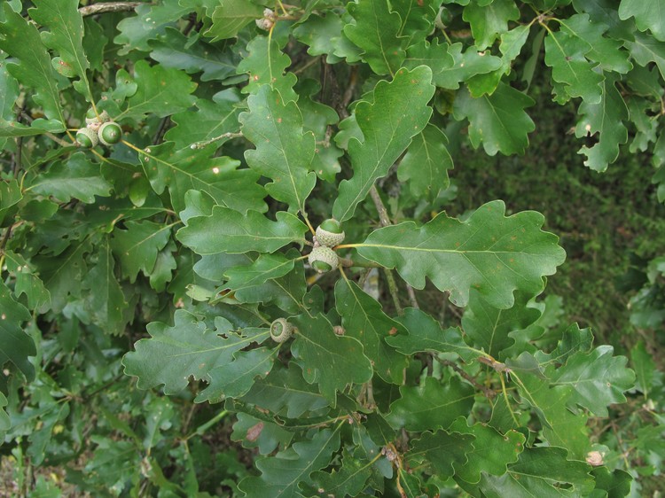 Quercus petraea