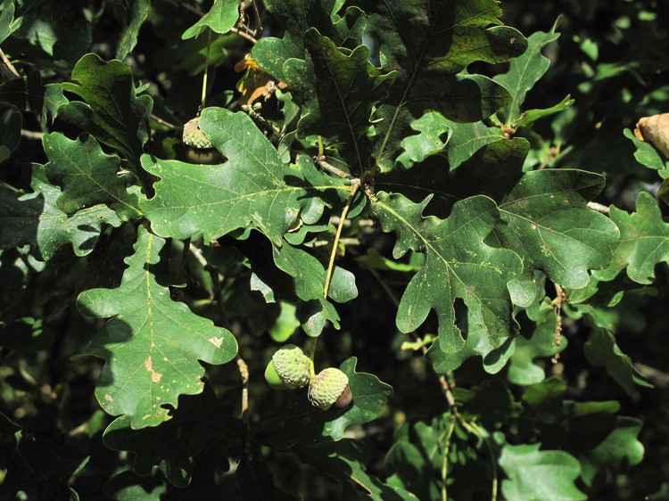 Quercus robur