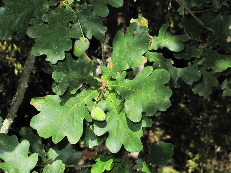 Quercus robur