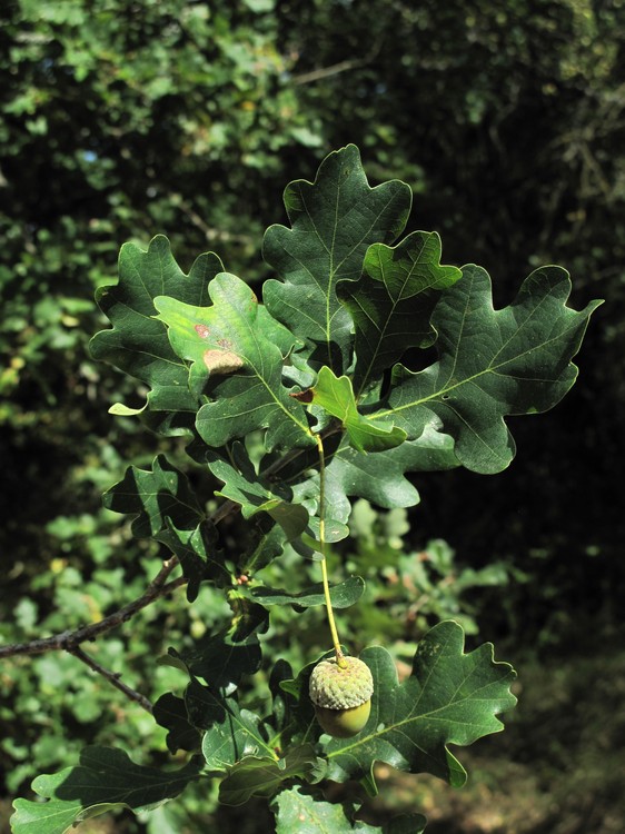 Quercus robur