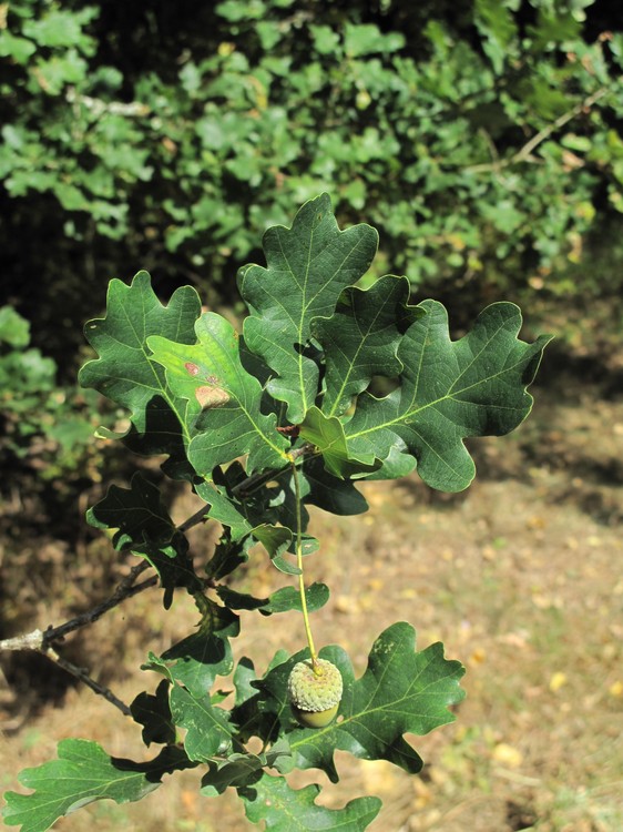 Quercus robur