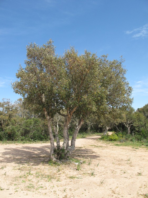 Quercus suber