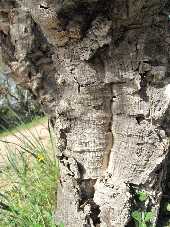 Quercus suber