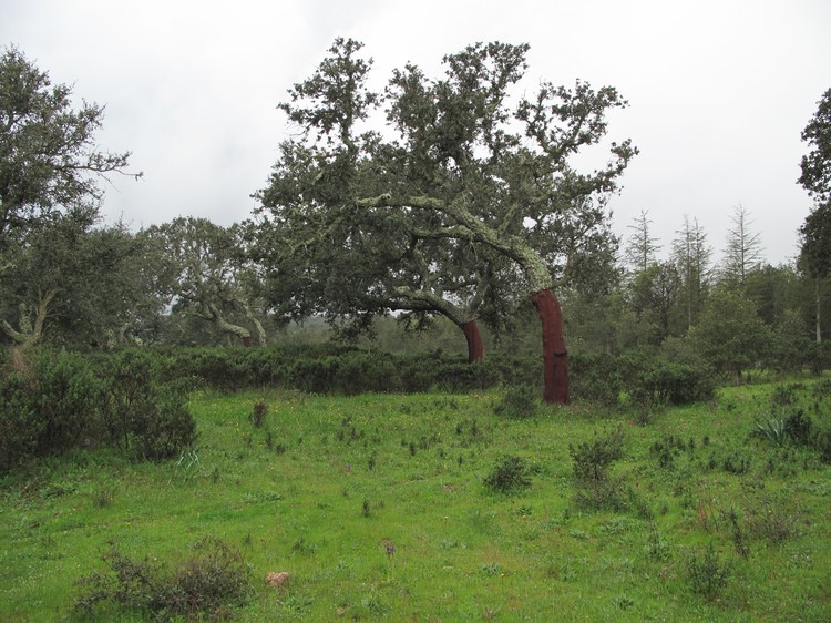 Quercus suber