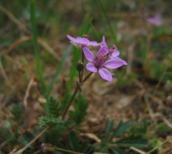 Erodium cicutarium