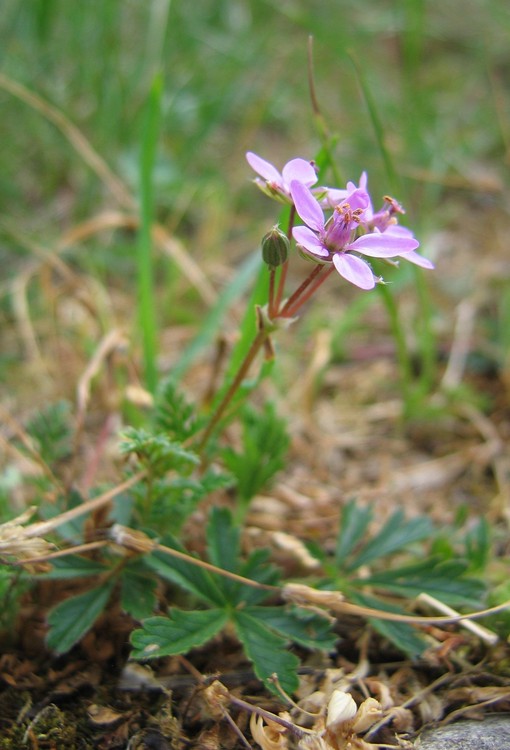Erodium cicutarium