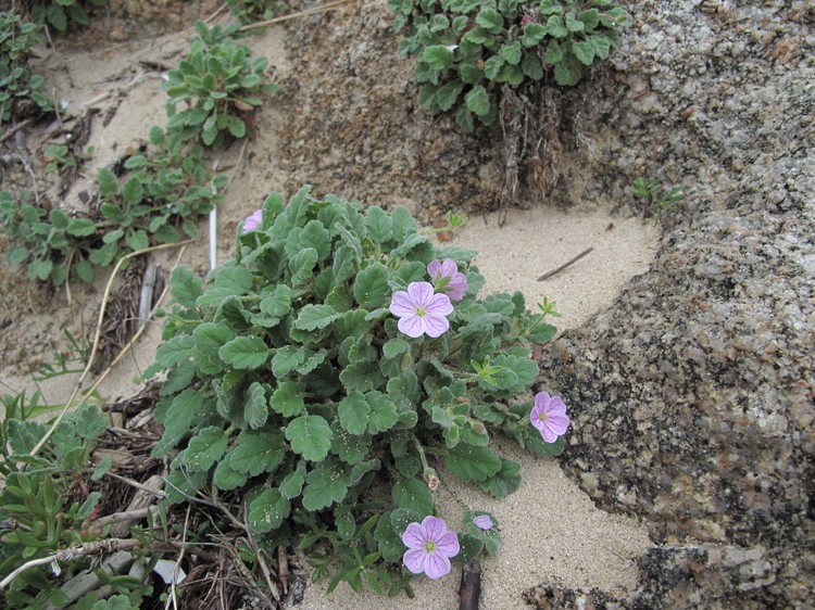 Erodium corsicum
