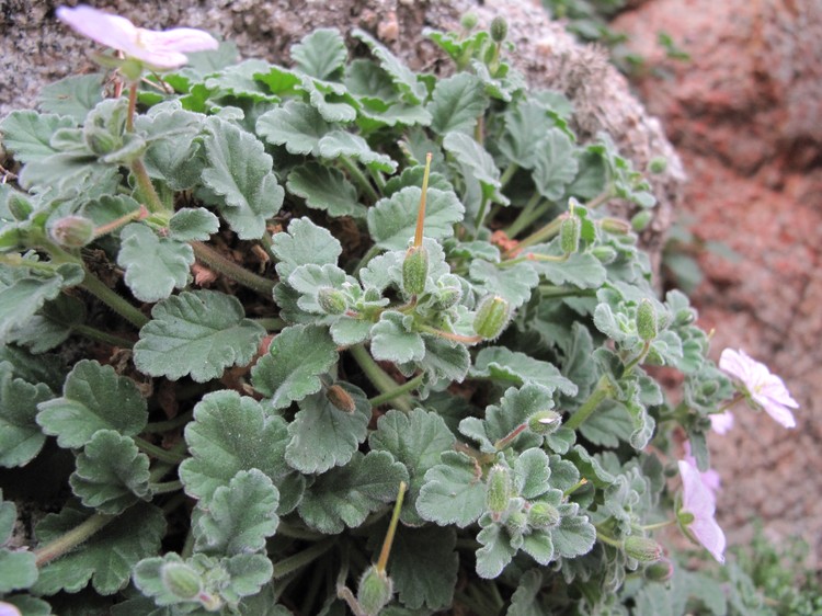Erodium corsicum